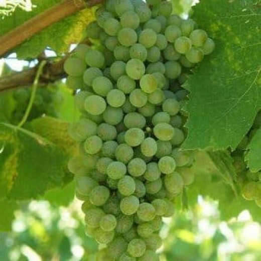 QVIDAROMASPUMANTEDOLCELAGUARDIENSE-33