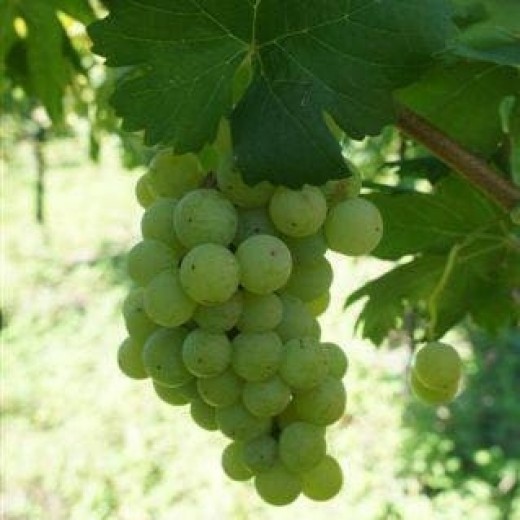 QVIDAROMASPUMANTEDOLCELAGUARDIENSE-33