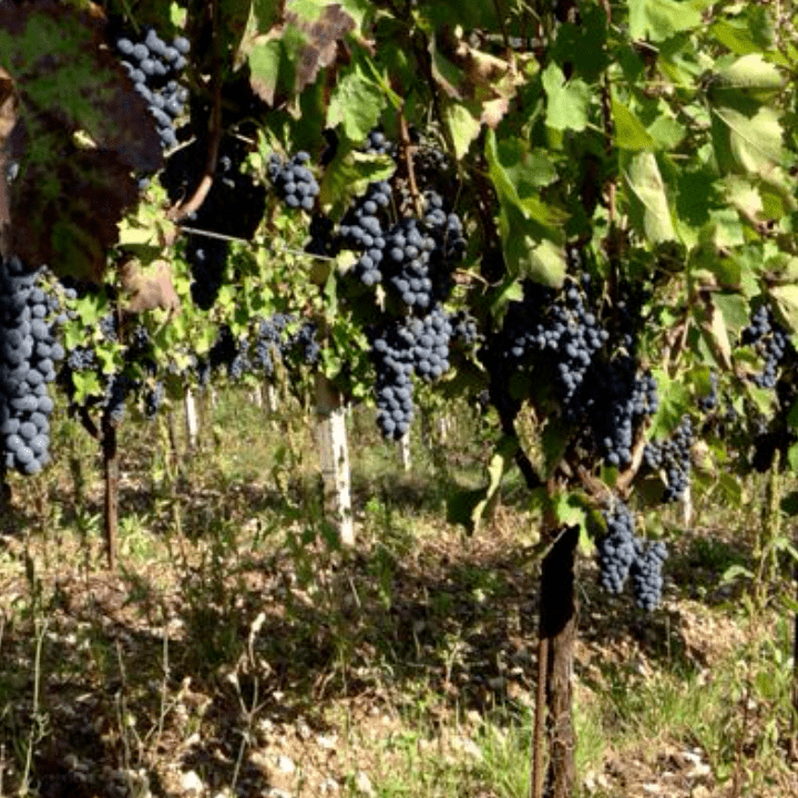 capafresca_uva_rossa_2